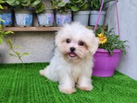 Teacup Dişi Kore Maltese