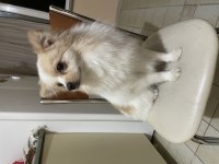 1 yaşında erkek eğitimli pomeranian