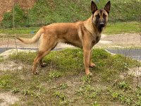 Malinois köpekleri sahiplendirme