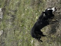 1 yaşında dişi border collie