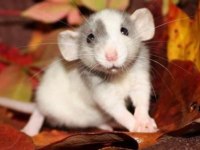Rat - Dumbo Rat Yavrular ve Malzemeleri Adrese Teslim Var