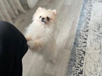 3 aylık dişi pomeranian güzellik