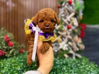 EN KIVIRCIK BEBEK KÖPEKLER