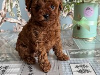 Efsane Teacup Parmak Kadar Toy Poodle