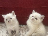 Blue point mavi gözlü Beyaz kediler