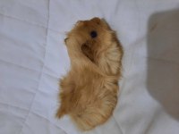 Peruvan ginepig yavrularımız