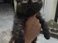 3 Temmuz Doğumlu Dişi Exotic Shorthair