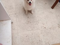 Pomeranian spitz ev köpeği sahiplendirme