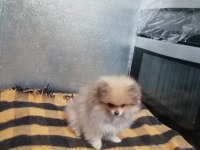 Pomeranian köpeği