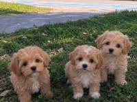 Maltipoo yavrular