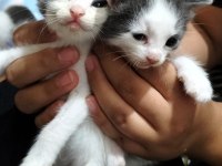 Birbirinden sevimli yavru kedilere yuva olmak ister misiniz?