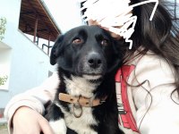 Rus finosu dişi köpeğimiz