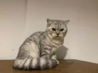 Beş aylık british shorthair erkek