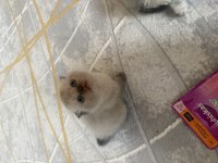 Scottish fold 2 aylık