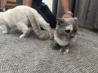 Yavru sağlıklı kedim yuvasına gitmeye hazır