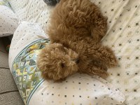 Güzel poodle oğluma yuva arıyorum