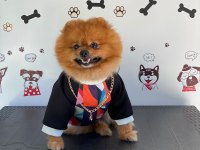 Uçanı Kaçanı Eşler Orijinal Pomeranian Boo