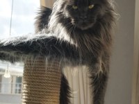 Full şecere Yetişkin Dişi Maine Coon