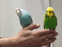Bir çift show jumbo kuşum var ben gibi bakımlı