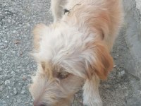 Yavru terrier oğlan sokakta