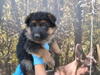 ALMAN ÇOBAN KÖPEĞİ YAVRULARI