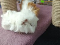 Albino Ginepig