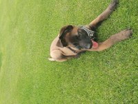 Show Kalite Belçika Malinois Bebeklerimiz