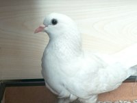 Taklacı değerli süt beyaz sağlıklı güvercin