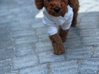 SAĞLIK VE IRK GARANTİLİ TOY POODLE
