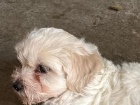 Terrier maltese 0 numara