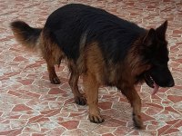 7 aylık ve yetişkin secereli Alman çoban köpeklerimiz