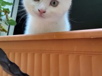 Yavru kedilerimiz yeni yuvasını arıyor