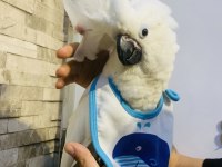 PAMUKK GİBİ GERÇEK BEBEK YAVRU KAKADU