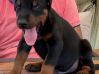 Secereli Doberman yavrularımız 