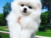Ayı Surat Pomeranian Yavrular