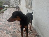 10 aylik dişi doberman