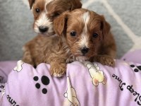A kalite Maltipoo