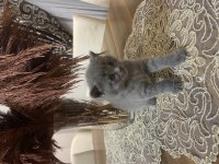 British shorthair