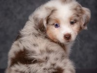 Çok İyi Border Collie Yavruları İstanbul