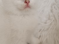 Golden British Shorthair Yavrular Acil Sahiplendirme