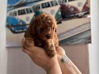 Toy poodle 50 günlük