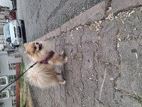Pomeranian Boo Teacup 1 Yaşında