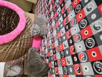 2 aylık scottish fold yavrular