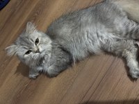 Dişi Kedimiz 1 Buçuk Yaşında