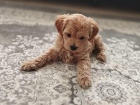 maltipoo cinsi köpeğimiz