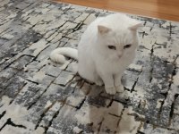 Ücretsiz Sahiplendirme Kedimiz Eğitimli Oyun Kedisi