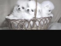 Pomeranian Boo Köpekleri İçin Ulaşın