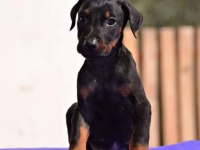 Doberman Yavrular Mevcut