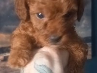 TOY POODLE RED BROWN 2 AYLIK DİŞİ