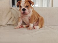 ORİJİNAL IRK ENGLİSH BULLDOG BEBEKLERİM